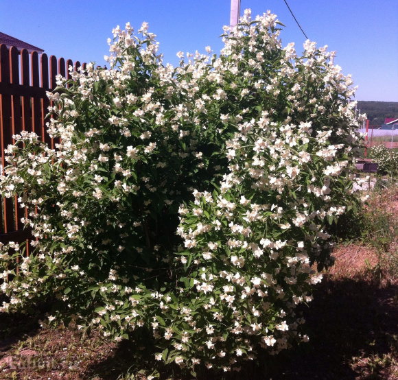 Чубушник Алебастр купить с доставкой
