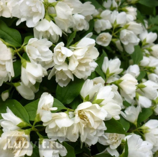 Чубушник Алебастр