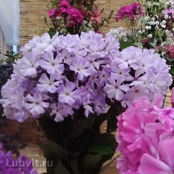 Флокс Лунный камень купить с доставкой