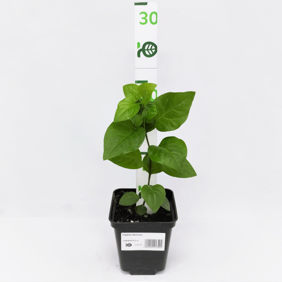 Сирень Катюша купить с доставкой