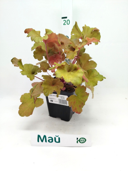 Гейхера Эмбер Вейвз (Amber Waves) купить с доставкой