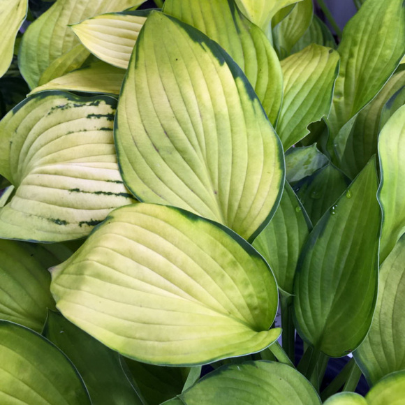 Хоста Голд Стандарт (Gold Standard) [L] купить с доставкой