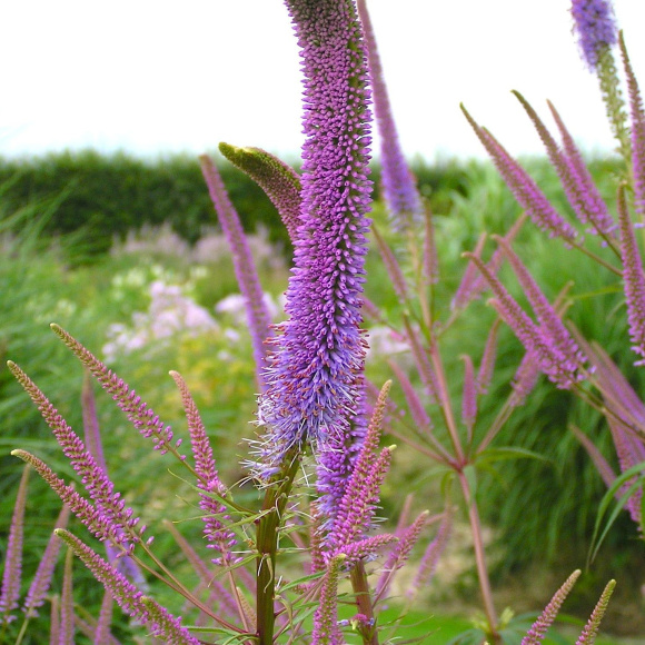 Вероникаструм Фасцинэйшн (Fascination) купить с доставкой