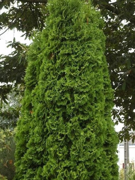 Туя западная Пирамидалис Компакта (Pyramidalis Compacta) купить с доставкой