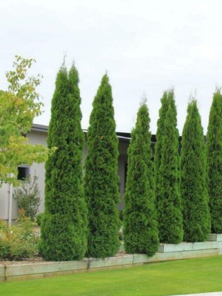 Туя западная Пирамидалис Компакта (Pyramidalis Compacta) купить с доставкой