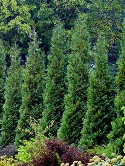 Туя западная Пирамидалис Компакта (Pyramidalis Compacta) купить с доставкой