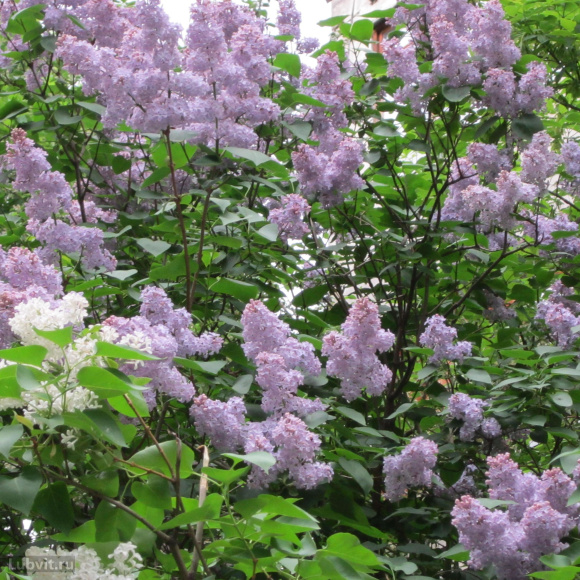 Сирень Мадам Шарль Суше (Mme Charles Souchet) купить с доставкой