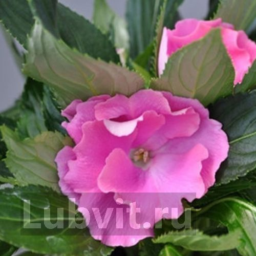 Бальзамин Рококо Жозефина (Rokoko Josephine) купить с доставкой