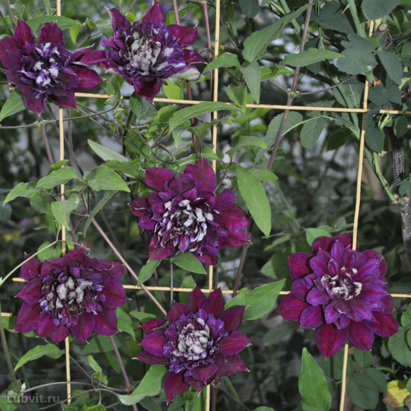 Клематис Темптейшен (Temptation) купить с доставкой