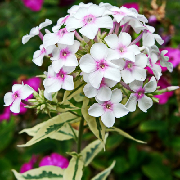 Флокс Крем де Мент (Creme de Menthe) купить с доставкой