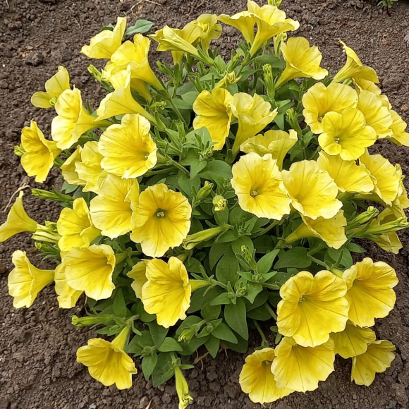 Петуния вегетативная Сюрпрайз Канари Еллоу (Surprise Canary Yellow) купить с доставкой