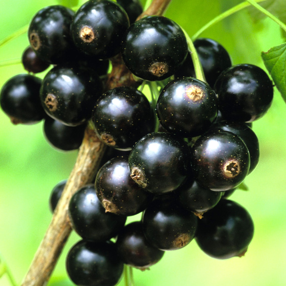 Смородина Багира купить с доставкой