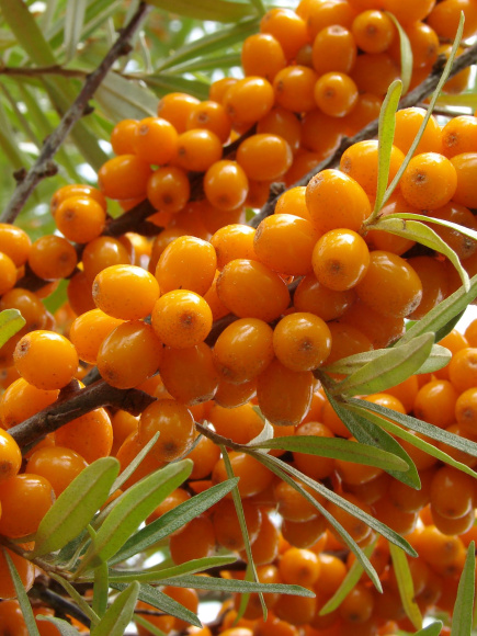 Облепиха Тенга купить с доставкой