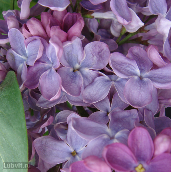 Сирень Президент Греви (President Grevy) купить с доставкой