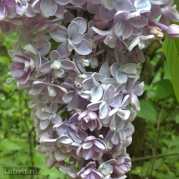 Сирень Президент Греви (President Grevy) купить с доставкой