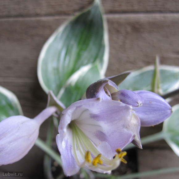 Хоста Эль Нино (El nino) [M] купить с доставкой