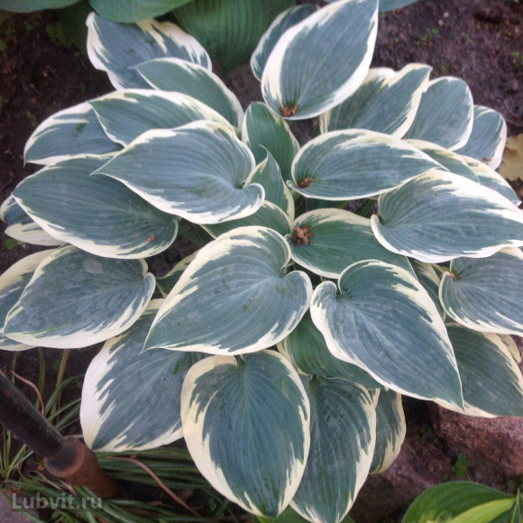 Хоста Эль Нино (El nino) [M] купить с доставкой