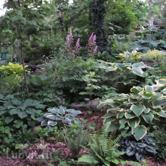 Хоста Эль Нино (El nino) [M] купить с доставкой