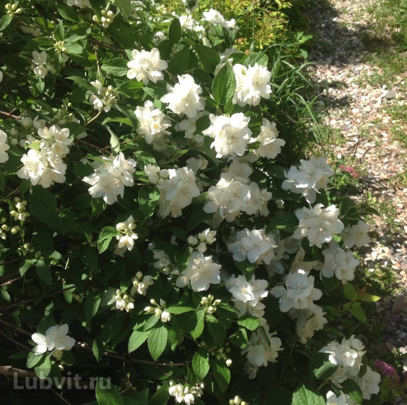 Чубушник Снежная Буря купить с доставкой