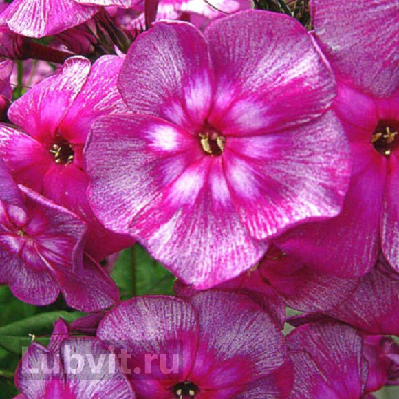 Флокс Хозяйка Медной Горы купить с доставкой