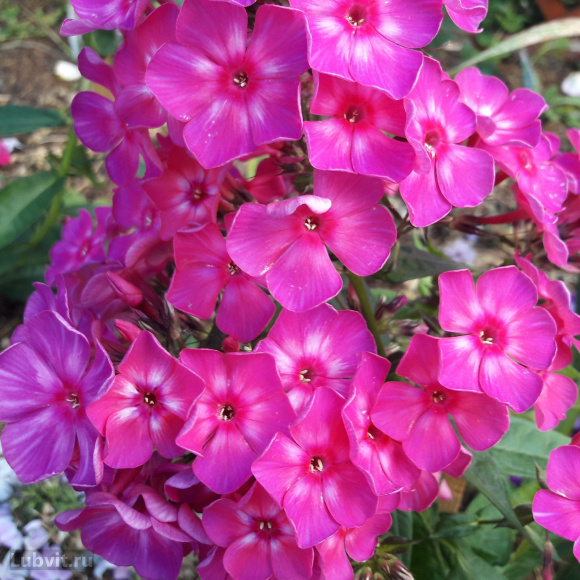 Флокс Хозяйка Медной Горы купить с доставкой