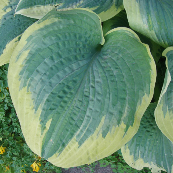 Хоста Роберт Фрост (Robert Frost) [L] купить с доставкой