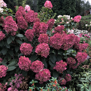 Гортензия Файер Лайт (Fire Light) метельчатая