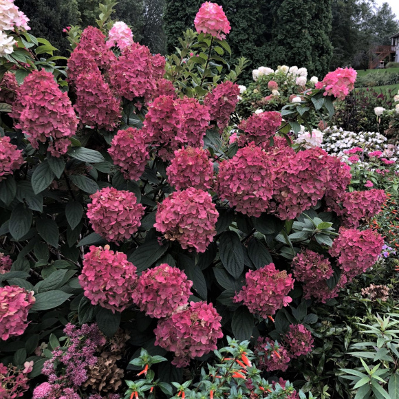 Гортензия Файер Лайт (Fire Light) метельчатая купить с доставкой