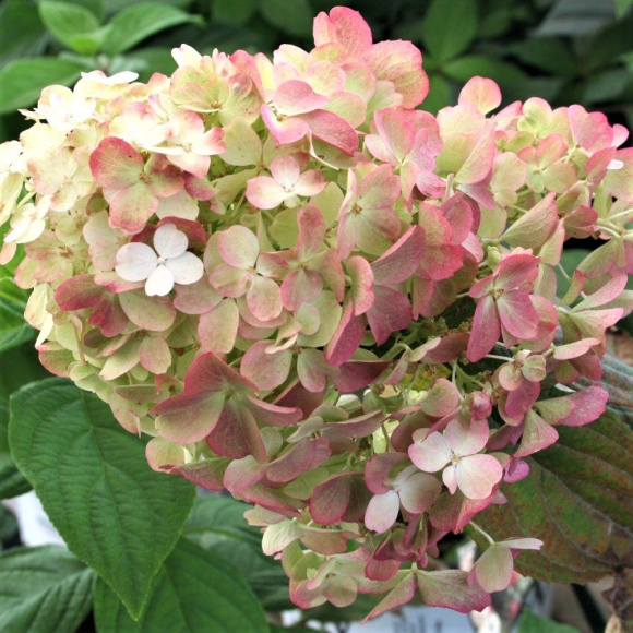 Гортензия Файер Лайт (Fire Light) метельчатая купить с доставкой