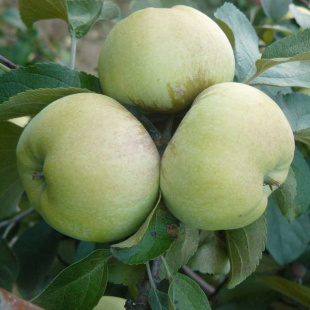 Яблоня Богатырь