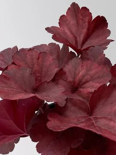 Гейхера Роял Руби (Royal Ruby) купить с доставкой