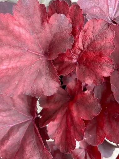 Гейхера Роял Руби (Royal Ruby) купить с доставкой