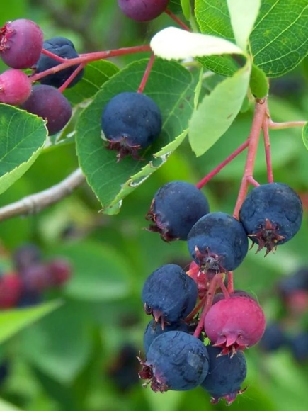 Ирга Красноярская купить с доставкой