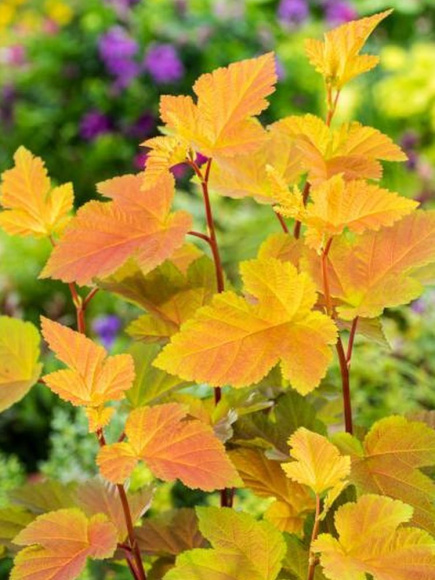 Пузыреплодник Мэджик Болл (Magic Ball) купить с доставкой