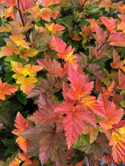 Пузыреплодник Мэджик Болл (Magic Ball) купить с доставкой