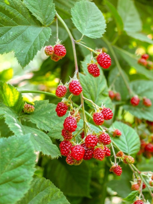 Малина Малиново-поляничный гибрид