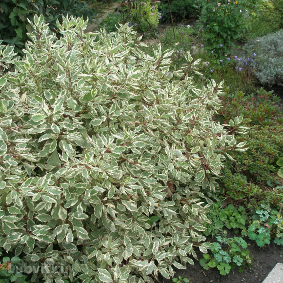 Дерен Сибирика Вариегата (SIBIRICA VARIEGATA) купить с доставкой