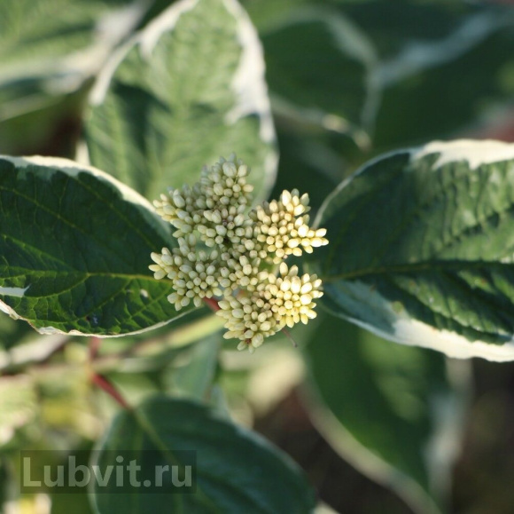 Дерен Сибирика Вариегата (SIBIRICA VARIEGATA) купить с доставкой