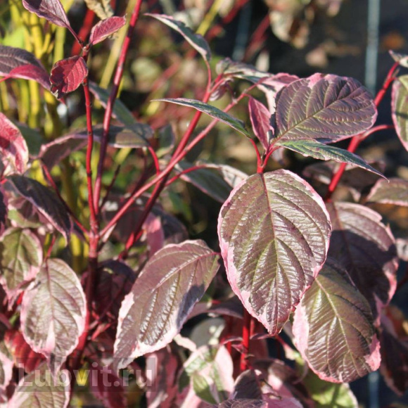 Дерен Сибирика Вариегата (SIBIRICA VARIEGATA) купить с доставкой
