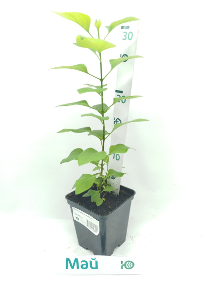 Сирень Бюффон (Buffon) купить с доставкой