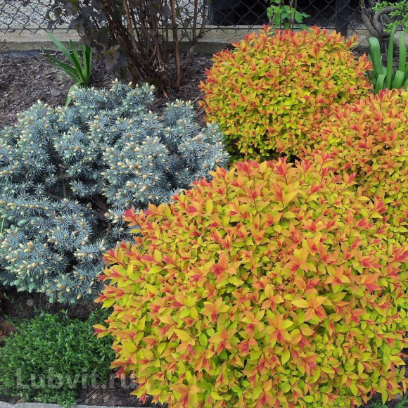 Спирея Голдфлейм (Goldflame) купить с доставкой