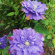 Клематис Блю Эксплоужен (Blue Explosion) купить с доставкой