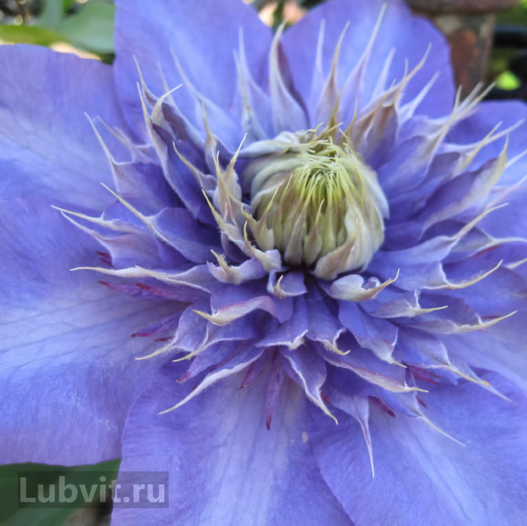 Клематис Блю Эксплоужен (Blue Explosion) купить с доставкой