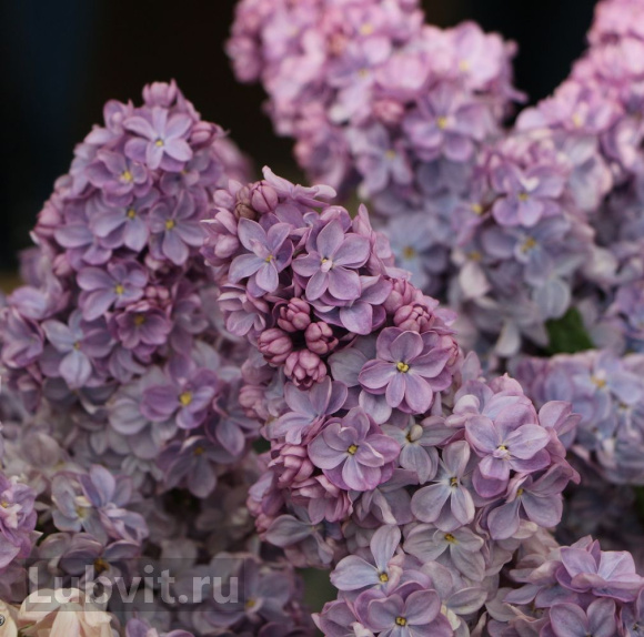 Сирень Вечерняя Москва купить с доставкой