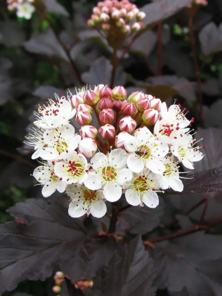 Пузыреплодник Миднайт (Midnight) купить с доставкой