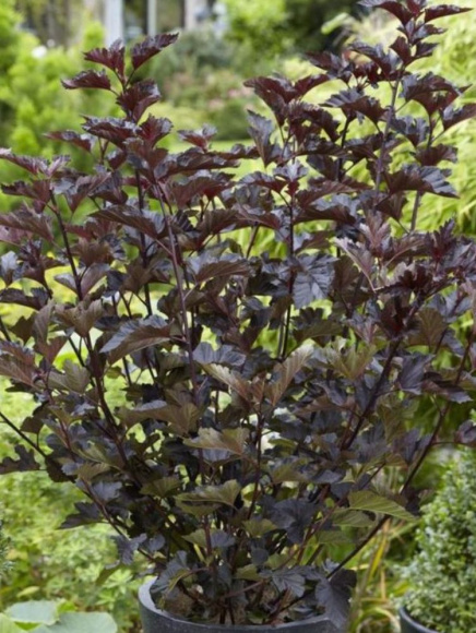 Пузыреплодник Миднайт (Midnight) купить с доставкой