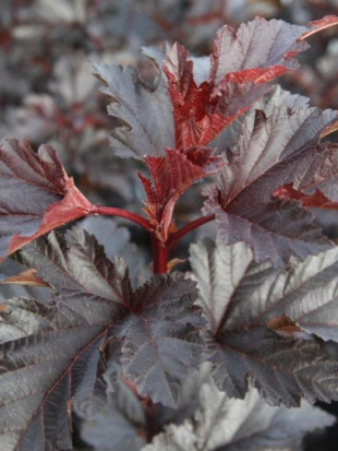 Пузыреплодник Миднайт (Midnight)