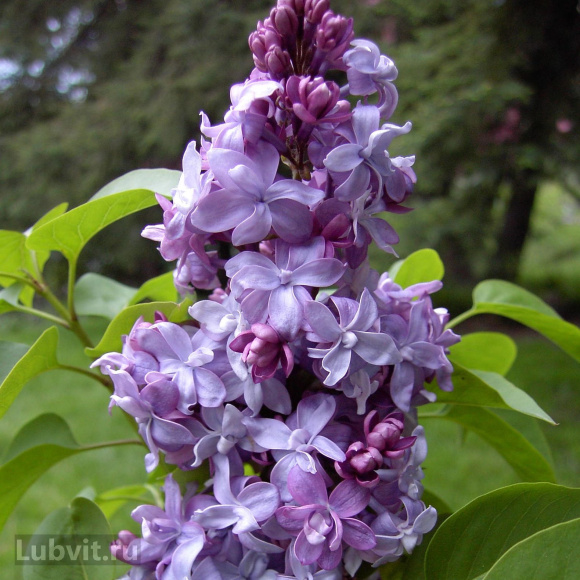 Сирень Надежда купить с доставкой