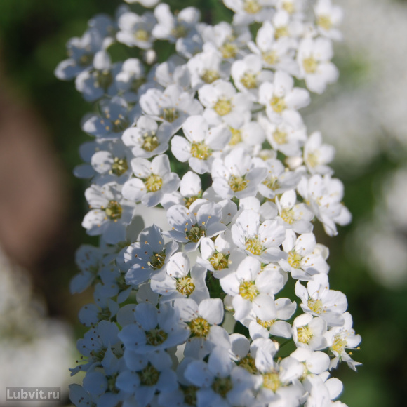Спирея Грефшейм (Grefsheim) купить с доставкой