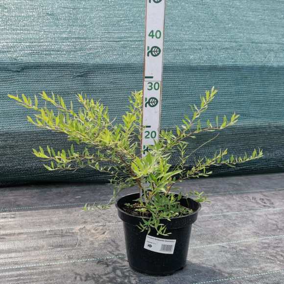 Спирея Грефшейм (Grefsheim) купить с доставкой